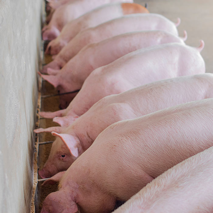 Πληροφορίες Εταιρείας